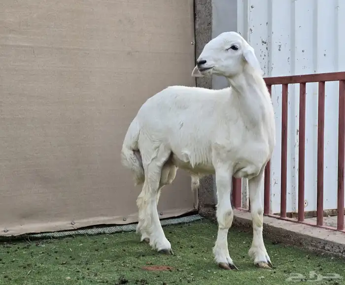 للبيع مشروع فحل حري (( تم البيع)) 0