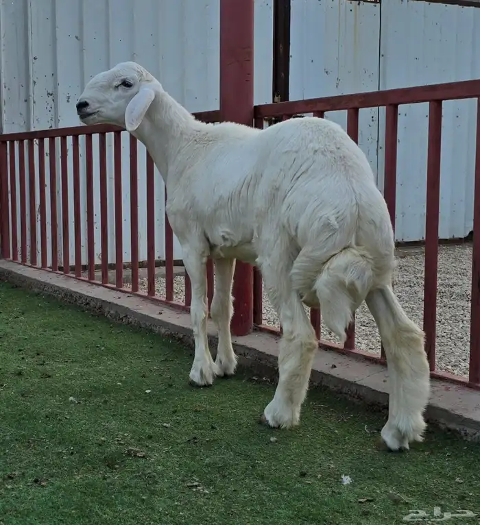 للبيع مشروع فحل حري (( تم البيع)) 1