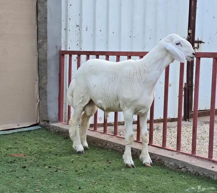 للبيع مشروع فحل حري (( تم البيع)) 3