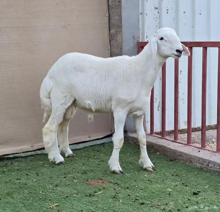 للبيع مشروع فحل حري (( تم البيع)) 4