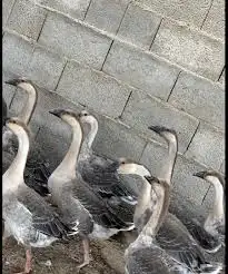 وز عراقي بياض 1