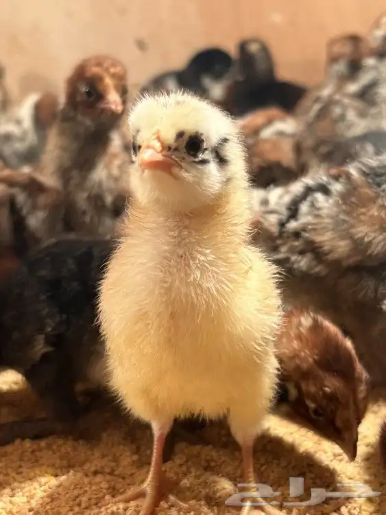 دجاج وصوص بلدي وبيض جمله 0