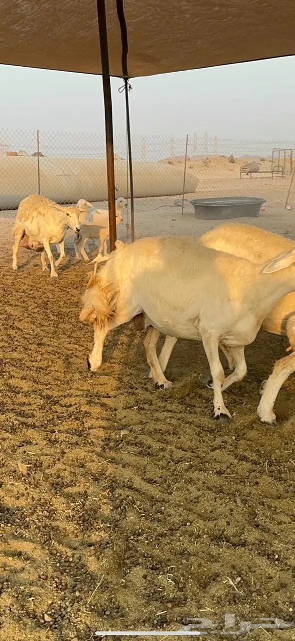 غنم حرش كفو طيب 1