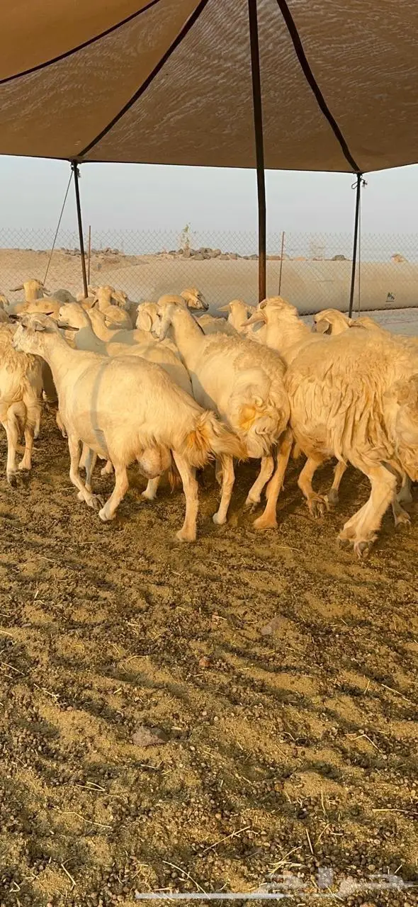 غنم حرش كفو طيب 3