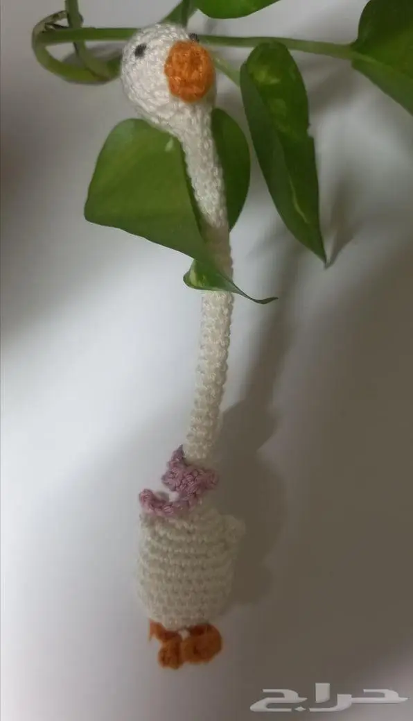 كورشيه ضفدع وبطه 3