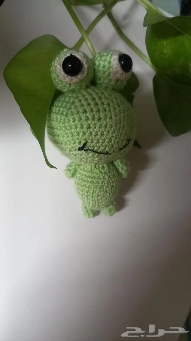 كورشيه ضفدع وبطه 0