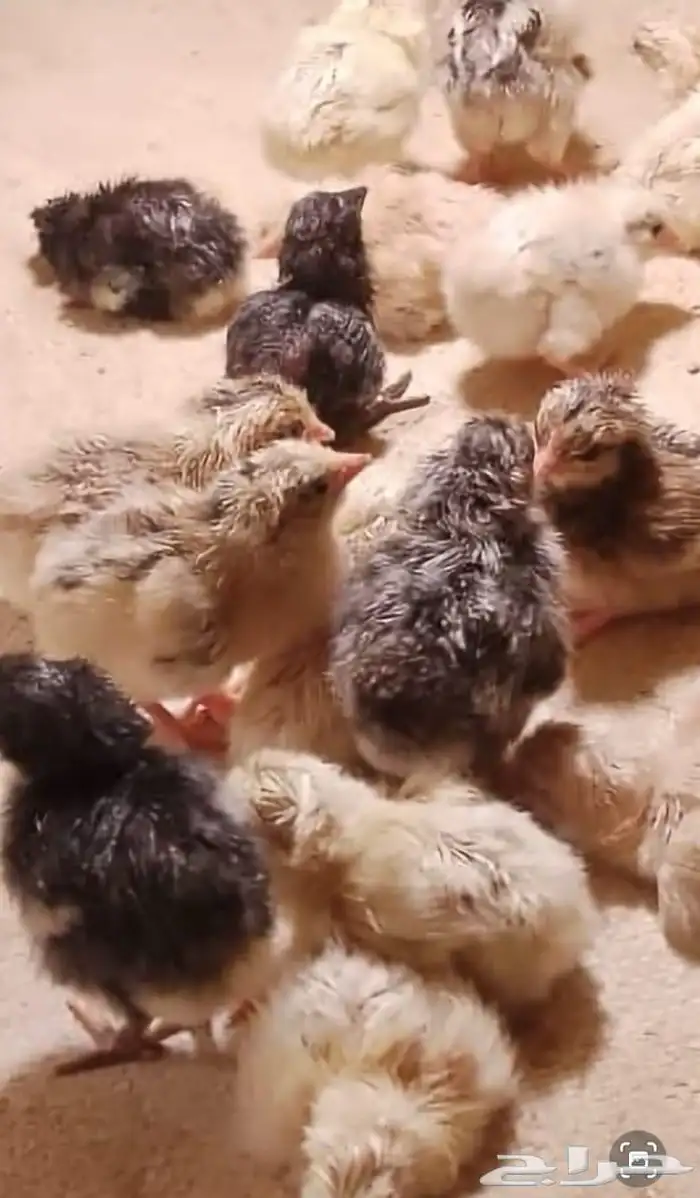 دجاج وصوص بلدي وبيض جمله 1