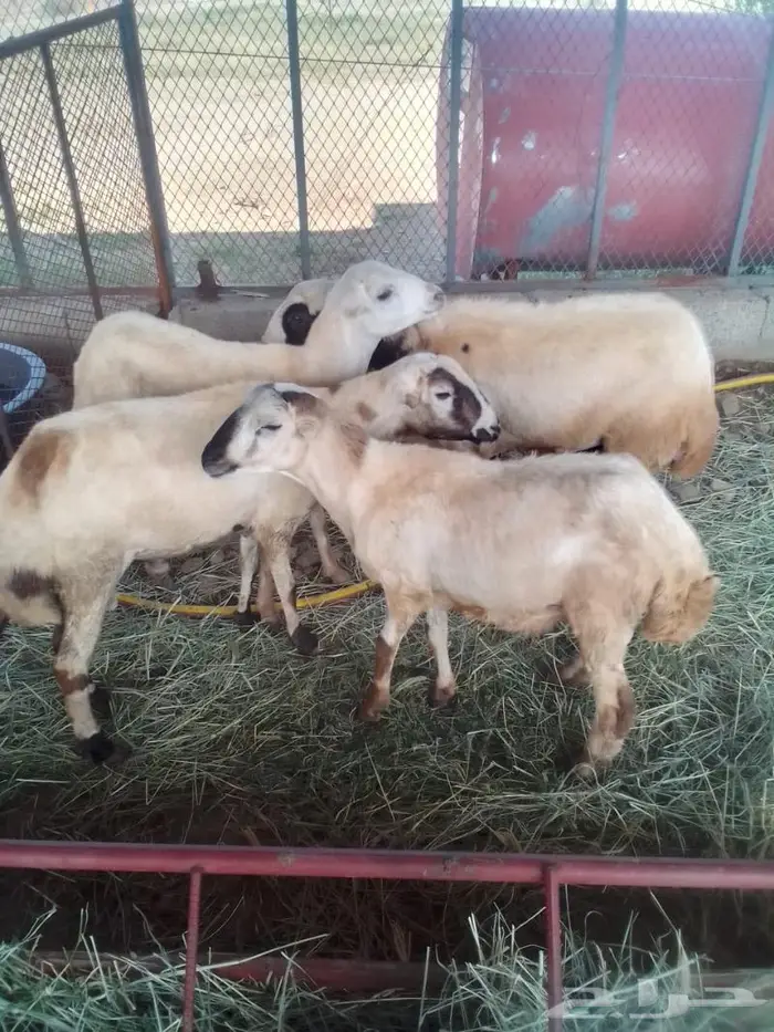 خرفان للمناسبات للبيع بالتقسيط 0