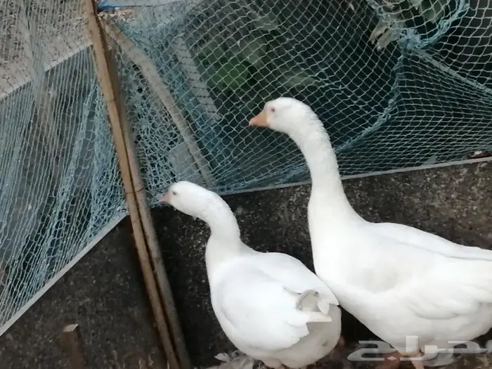 وز عراقي ابيض نوادر 1