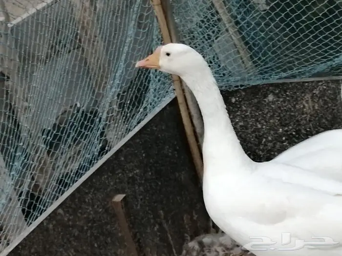 وز عراقي ابيض نوادر 11