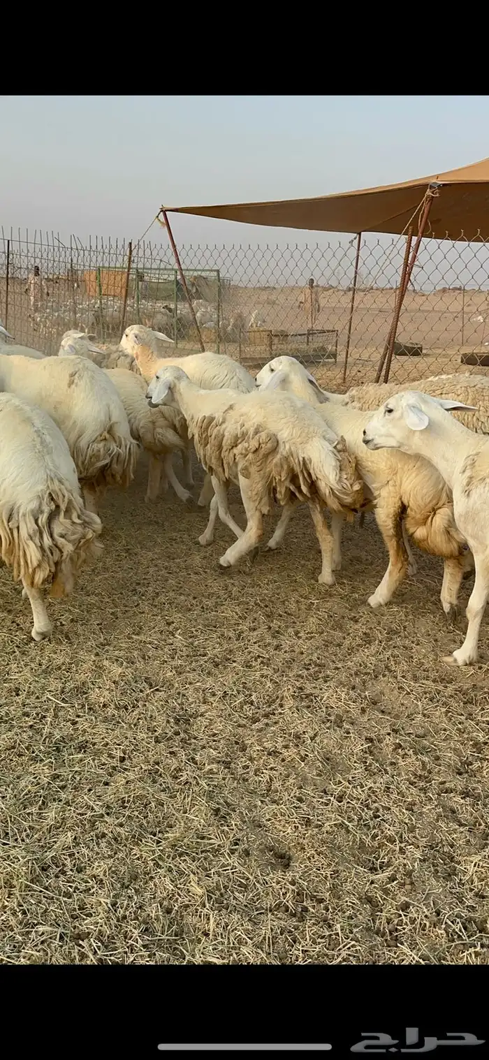 غنم حرية رخال حررش منوة القناي 53 تحتها 1 10