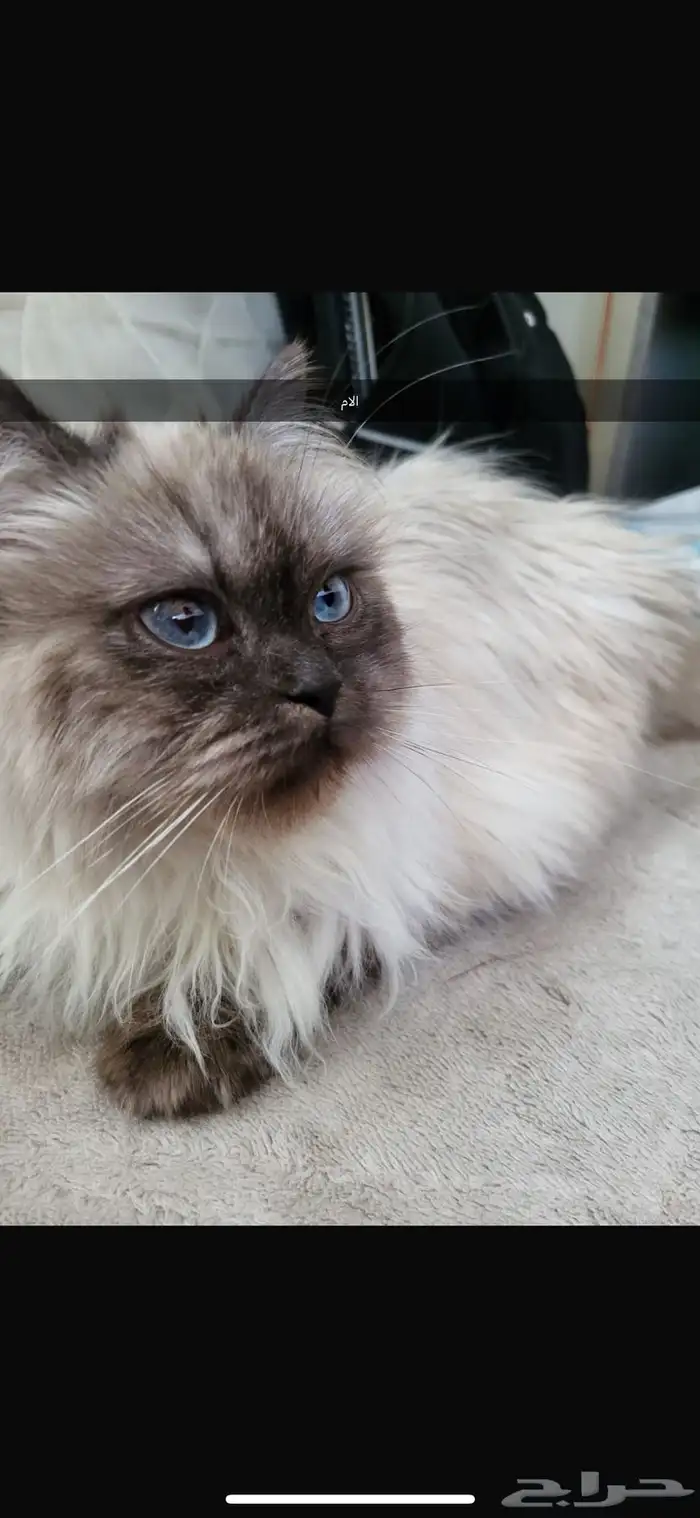 شيرازي وهاملايا 4