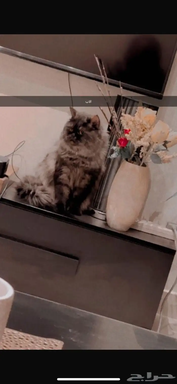 شيرازي وهاملايا 3