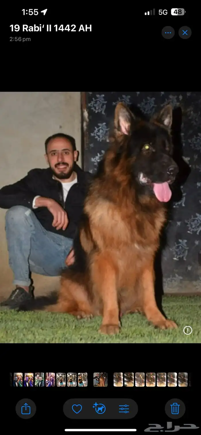 مدرب كلاب 0