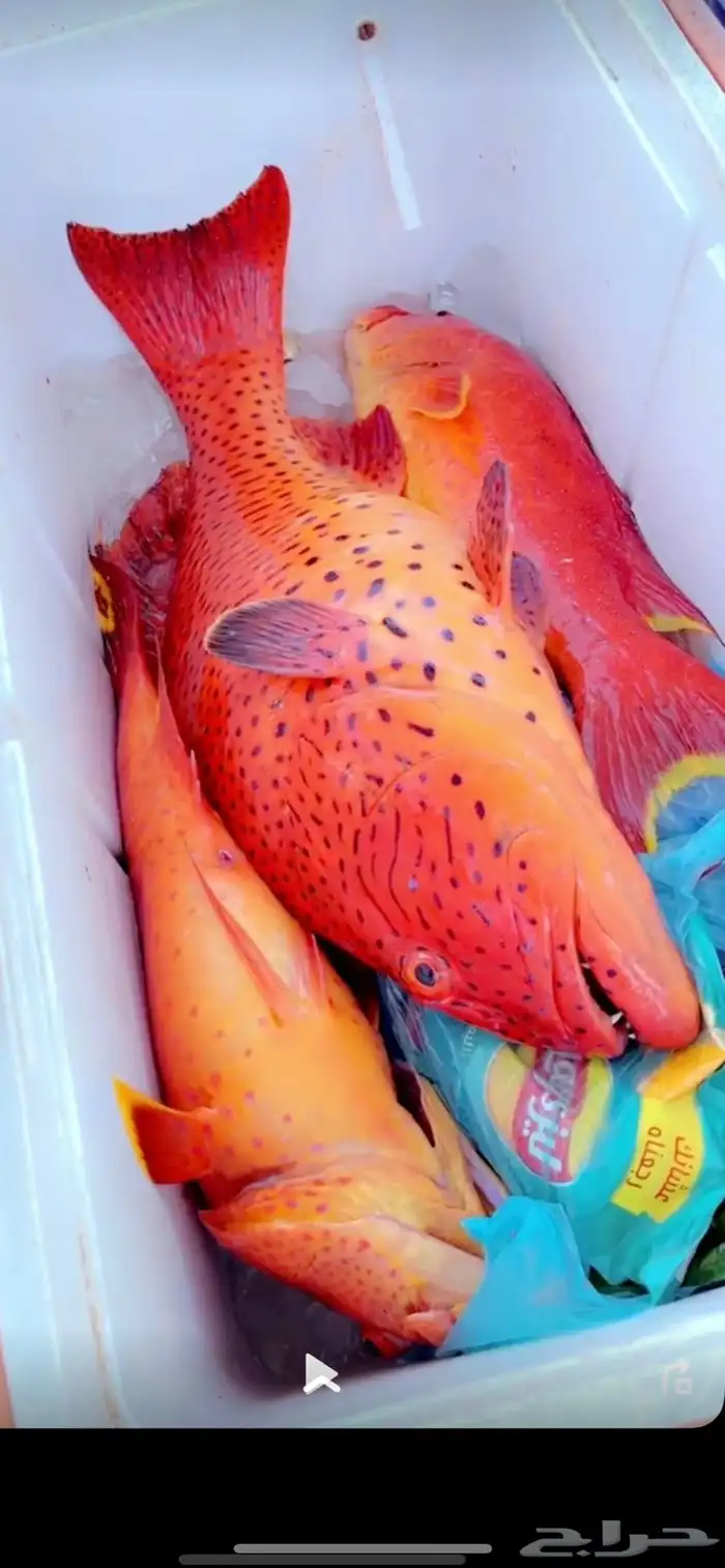 تنظيم رحلات قوارب صيد ونزهة باقل الاسعار 0