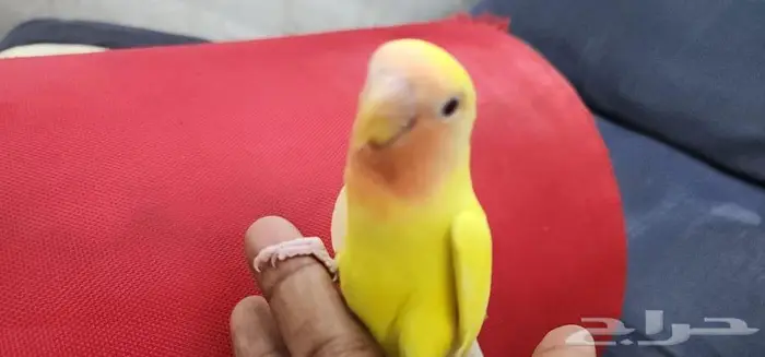 هدد اليف روز 4