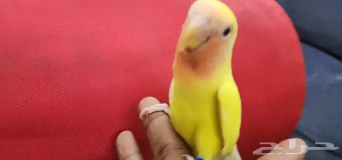هدد اليف روز 1