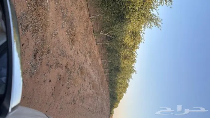 شجر زيتون 0