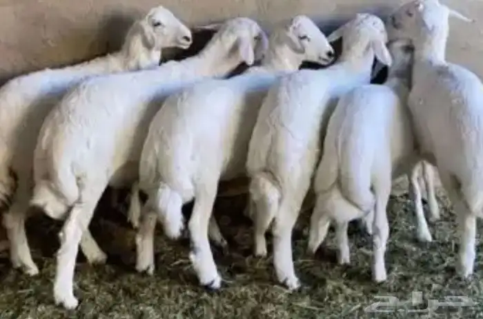 خرفان رخال ذبايح 1
