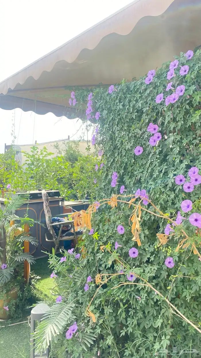 كرفان امريكي للايجار اليومي 36