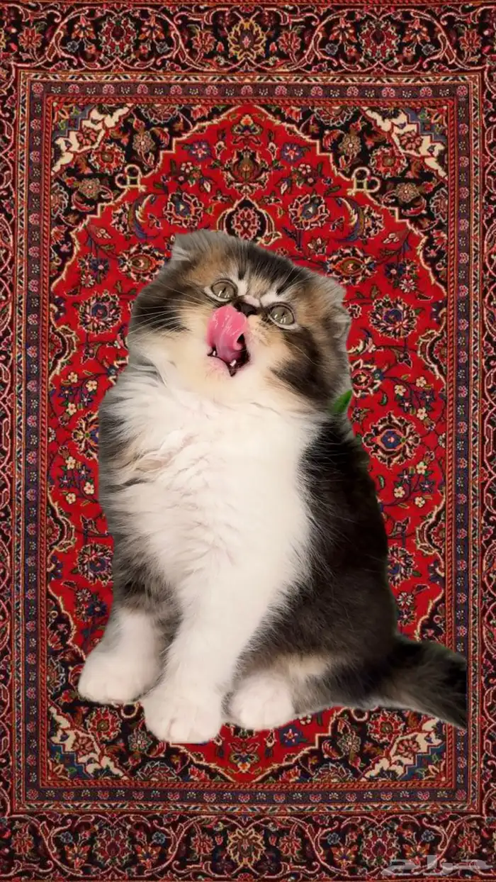 سكوتش فولد انثى ذكر قطط صغيرة شهرين شيرازي هاف بيكي فيس قطه 0