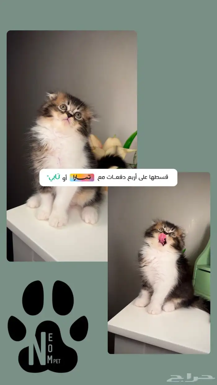 سكوتش فولد انثى ذكر قطط صغيرة شهرين شيرازي هاف بيكي فيس قطه 1