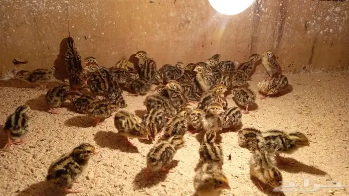 فروخ سمان بريال 2