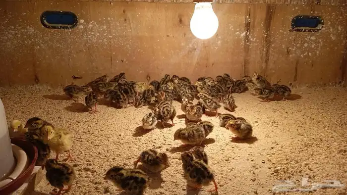 فروخ سمان بريال 0