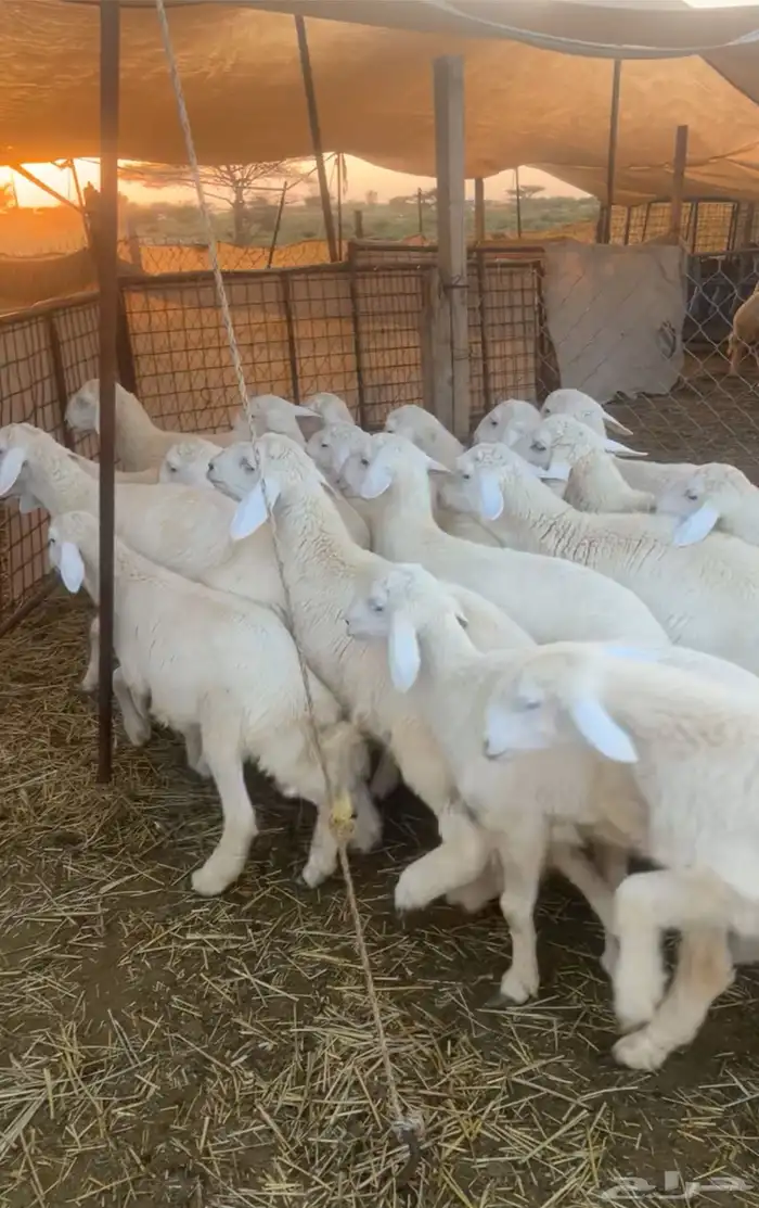 اضاحي ذبايح طليان فاخره 2