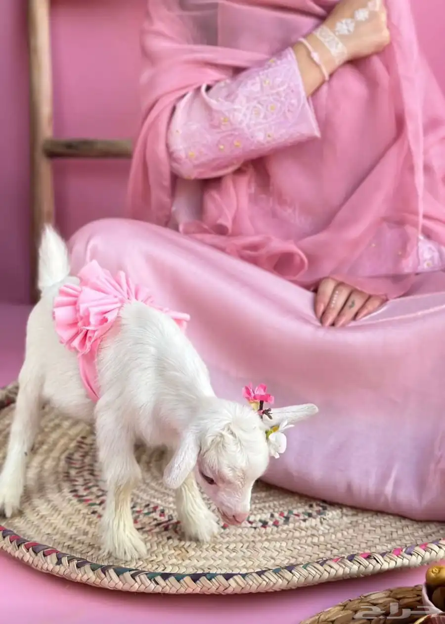 الماعز القزم 27