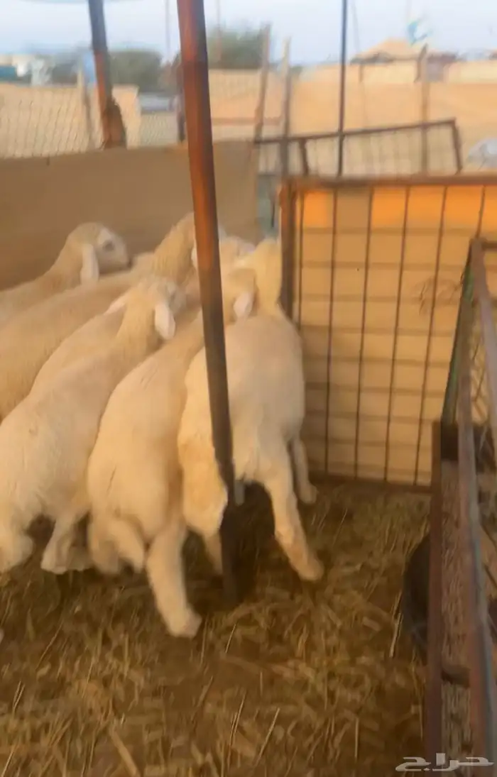 اضاحي ذبايح طليان فاخره 3