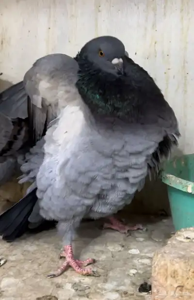 جوز مودينا كنق بلو بار تم البيع 4