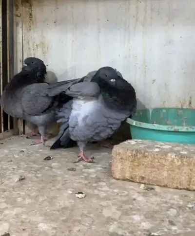 جوز مودينا كنق بلو بار تم البيع 5