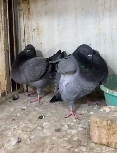جوز مودينا كنق بلو بار تم البيع 0