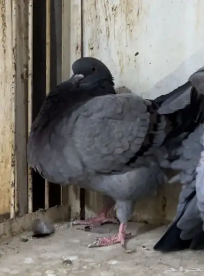 جوز مودينا كنق بلو بار تم البيع 3