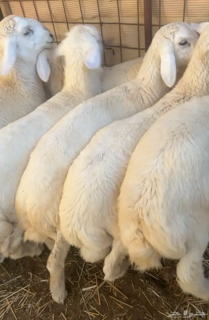 اضاحي ذبايح طليان فاخره 0