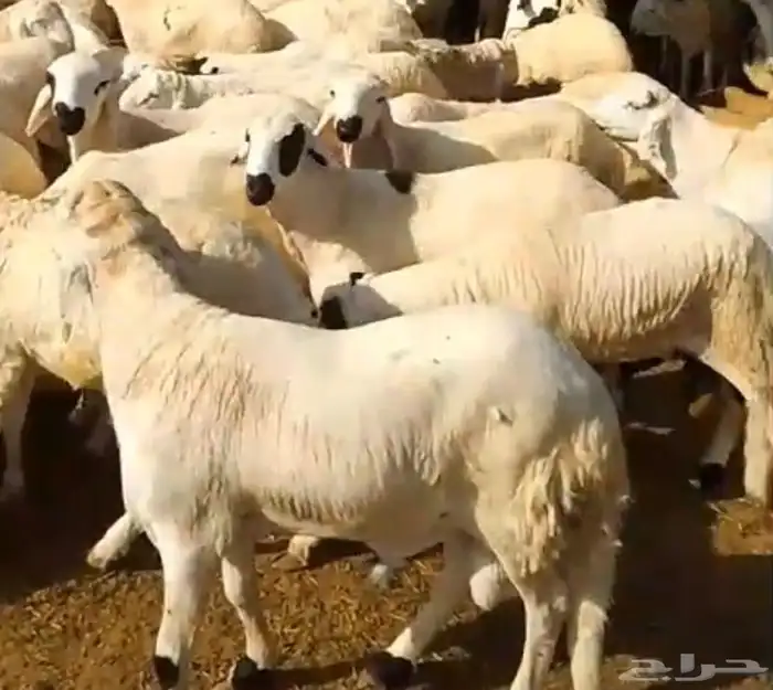 طليان سواكن دبازين جذعان 0