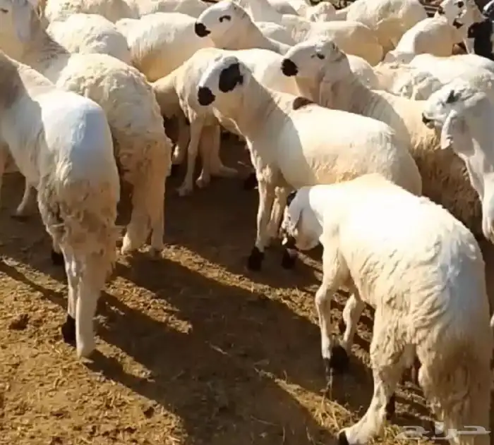 طليان سواكن دبازين جذعان 3