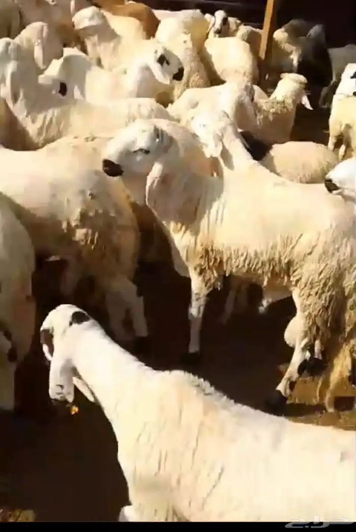 طليان سواكن دبازين جذعان 4
