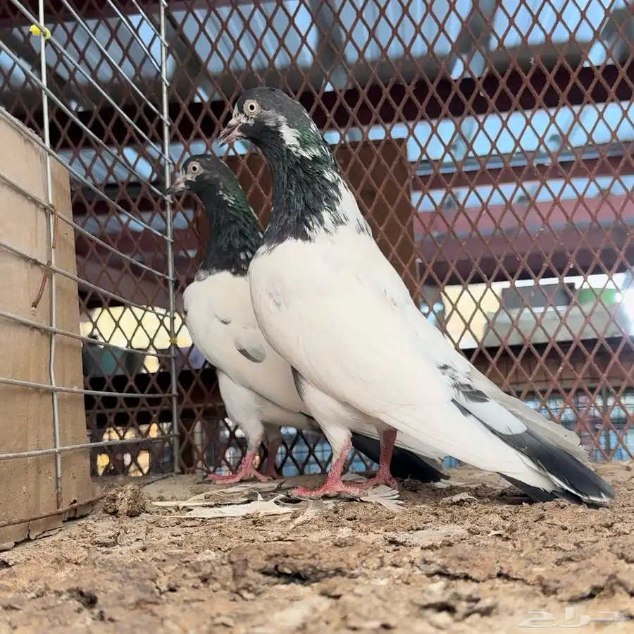 جوز تيدي بيور مستوى فواخر بعياله 3