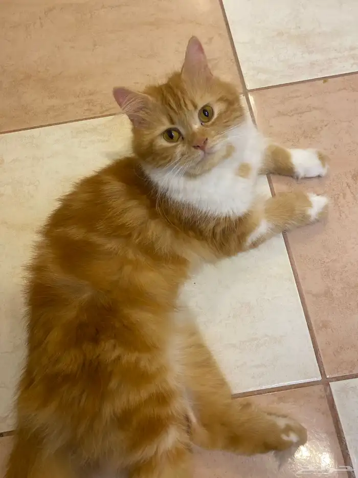 قطط إناث للتبني 0