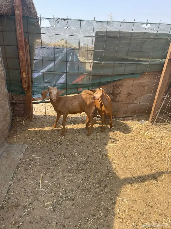 ذبائح طليان ورخال حري وتيوس يوجود ذبح وتوصيل 6