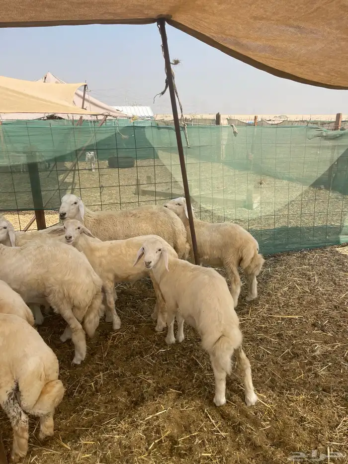 ذبائح طليان ورخال حري وتيوس يوجود ذبح وتوصيل 2