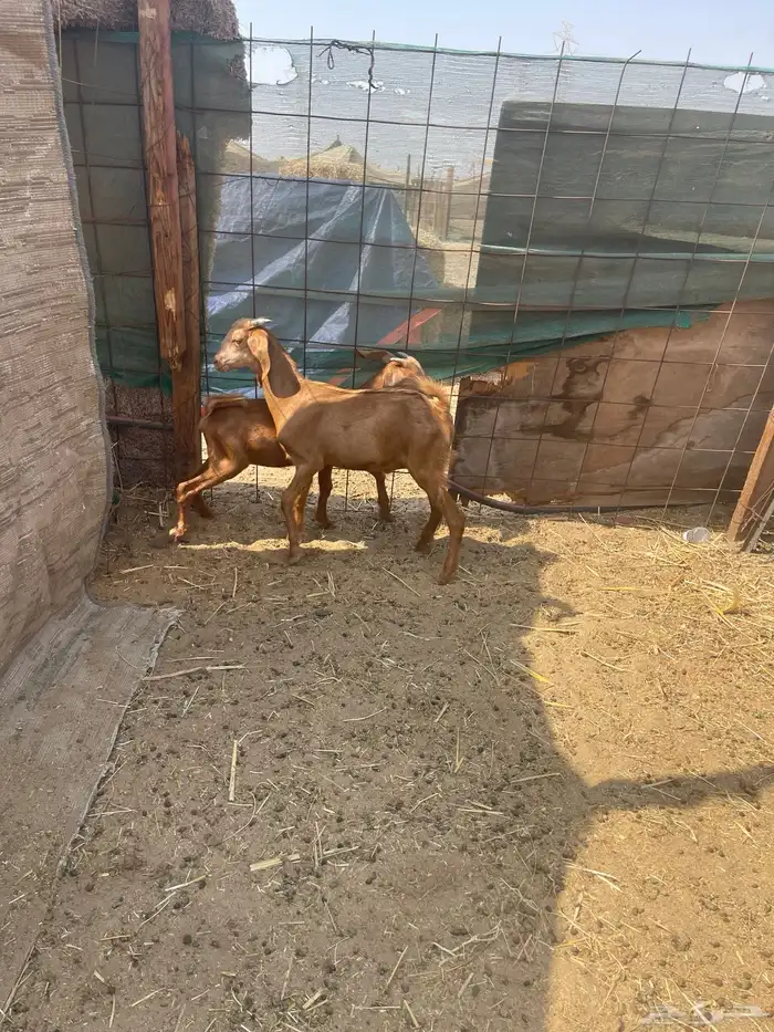 ذبائح طليان ورخال حري وتيوس يوجود ذبح وتوصيل 5