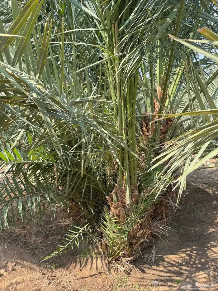 نخل للبيع المزاحمية الجله ديراب 5