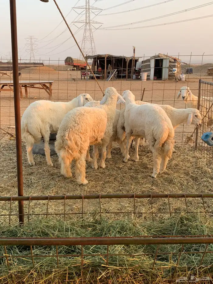 ذبايح حري باسعار مناسبه جدا  حري البر الشي النظيف 3