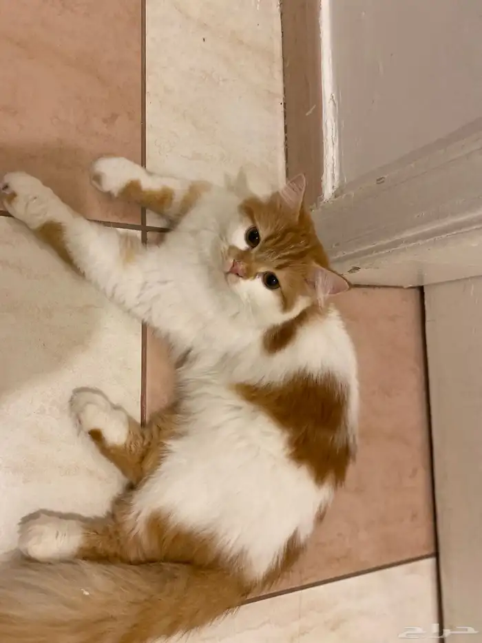 قطط إناث للتبني 1