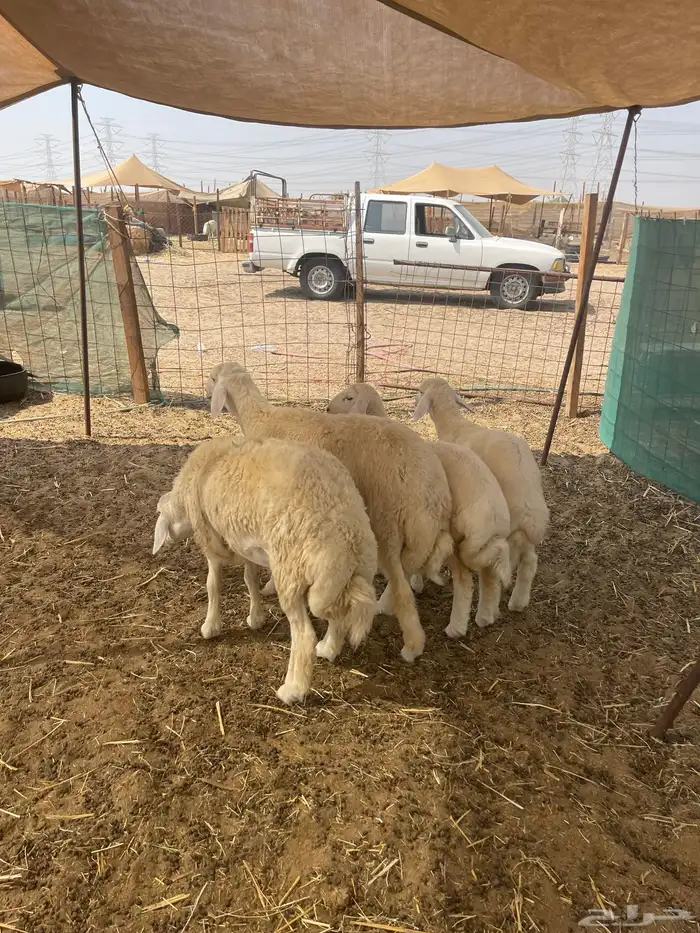 ذبائح طليان ورخال حري وتيوس يوجود ذبح وتوصيل 1