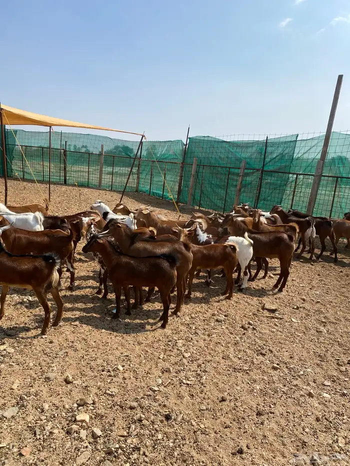 تيوس جنوبية دهم جبره 1