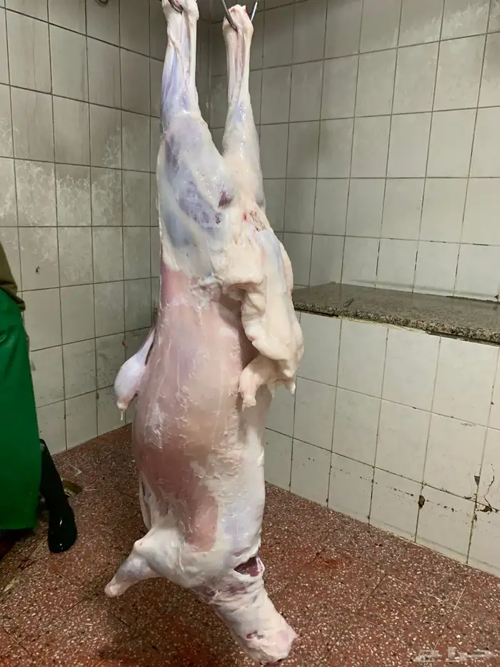 ذبايح حري باسعار مناسبه جدا  حري البر الشي النظيف 1